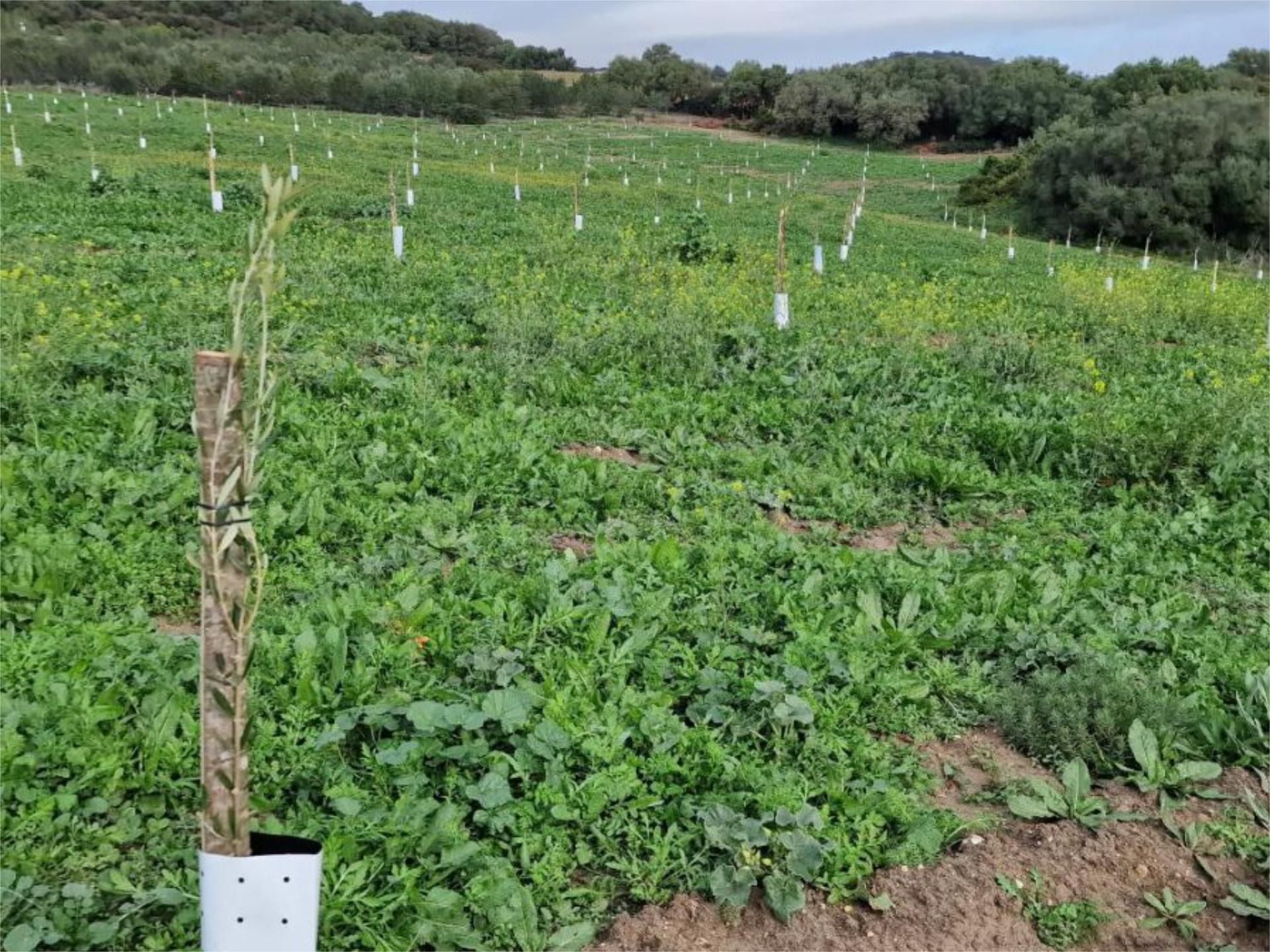 Constructible Land for sale in Arcos de la Frontera