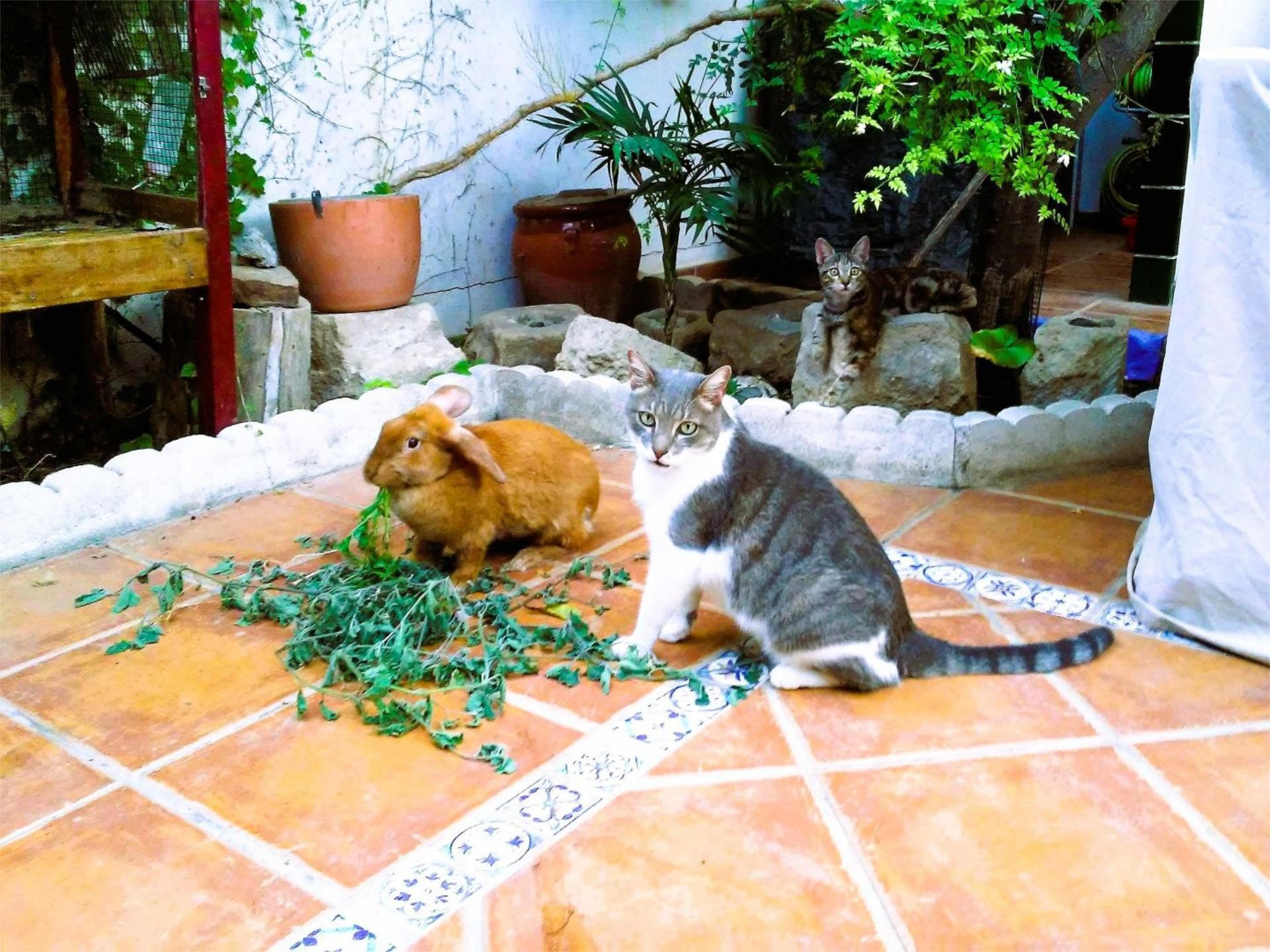 Garden of Duplex for sale in Sant Joan d'Alacant  with Air Conditioner, Heating and Private garden