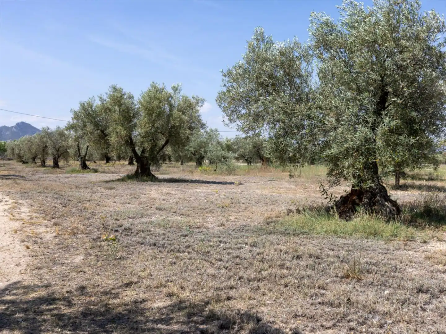 Casa o xalet en venda a Biar Casa o xalet en venda en Biar amb Terrassa i Piscina