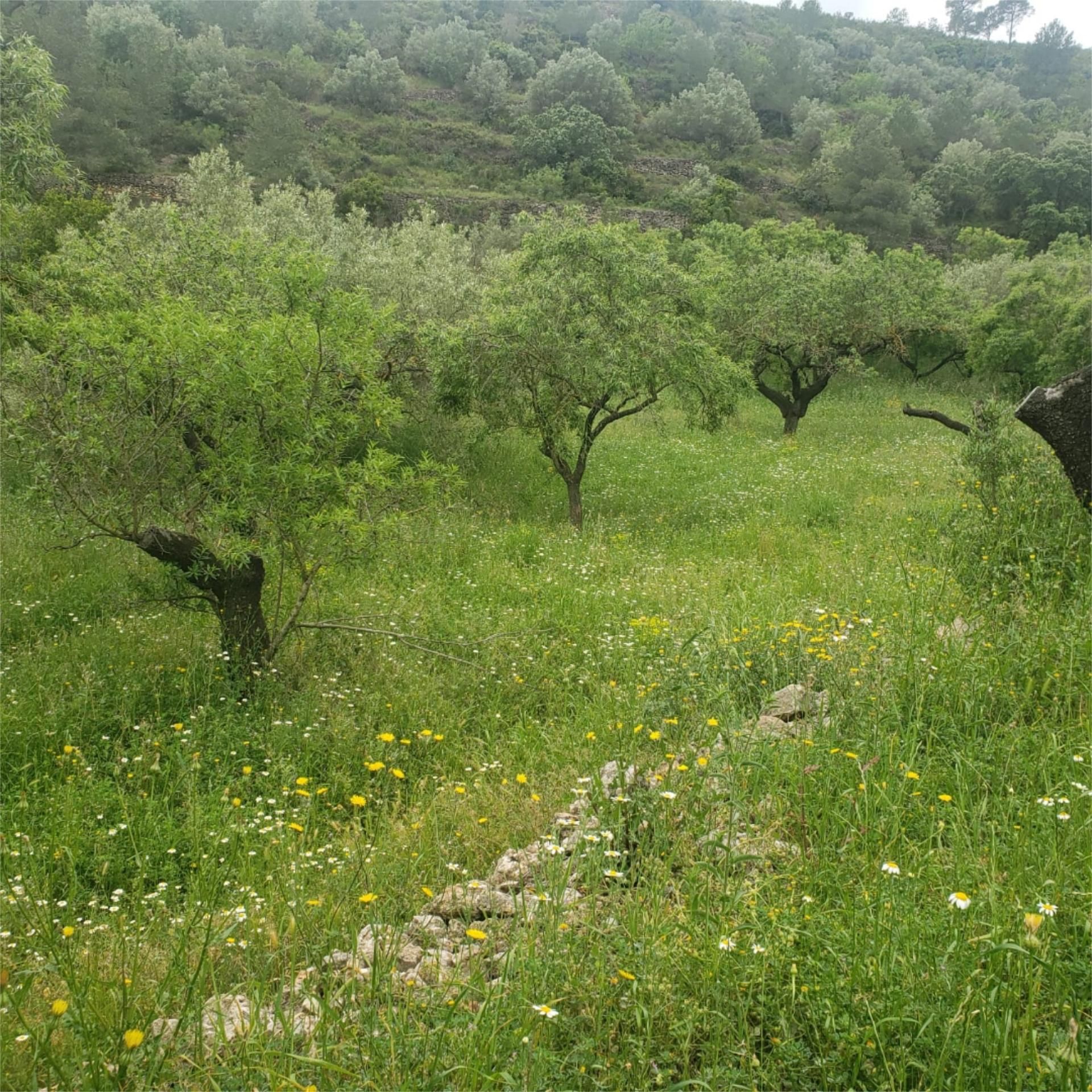Country house to rent in Benifallet
