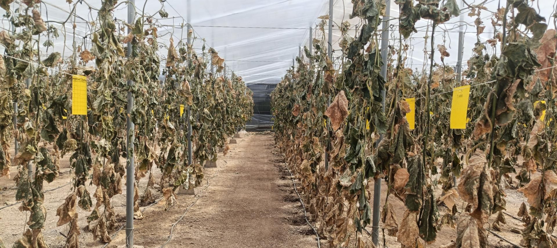 Jardí de Finca rústica en venda en Roquetas de Mar