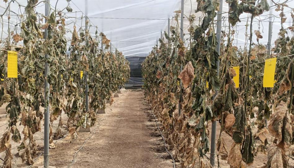 Country house for sale in Las Salinas, Almería - image 1 Photo 1 of Country house for sale in Las Salinas, Almería