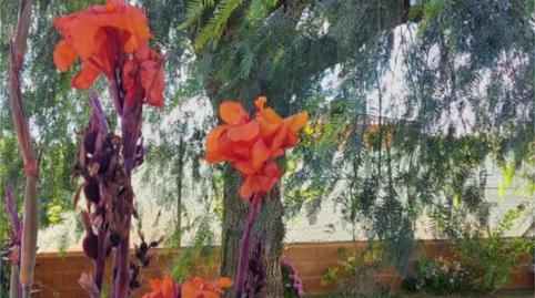 Finca rústica en venda a Calle Virgen del Rocío, 7, Loja, Granada - imatge 3 Foto 3 de Finca rústica en venda a Calle Virgen del Rocío, 7, Loja, Granada