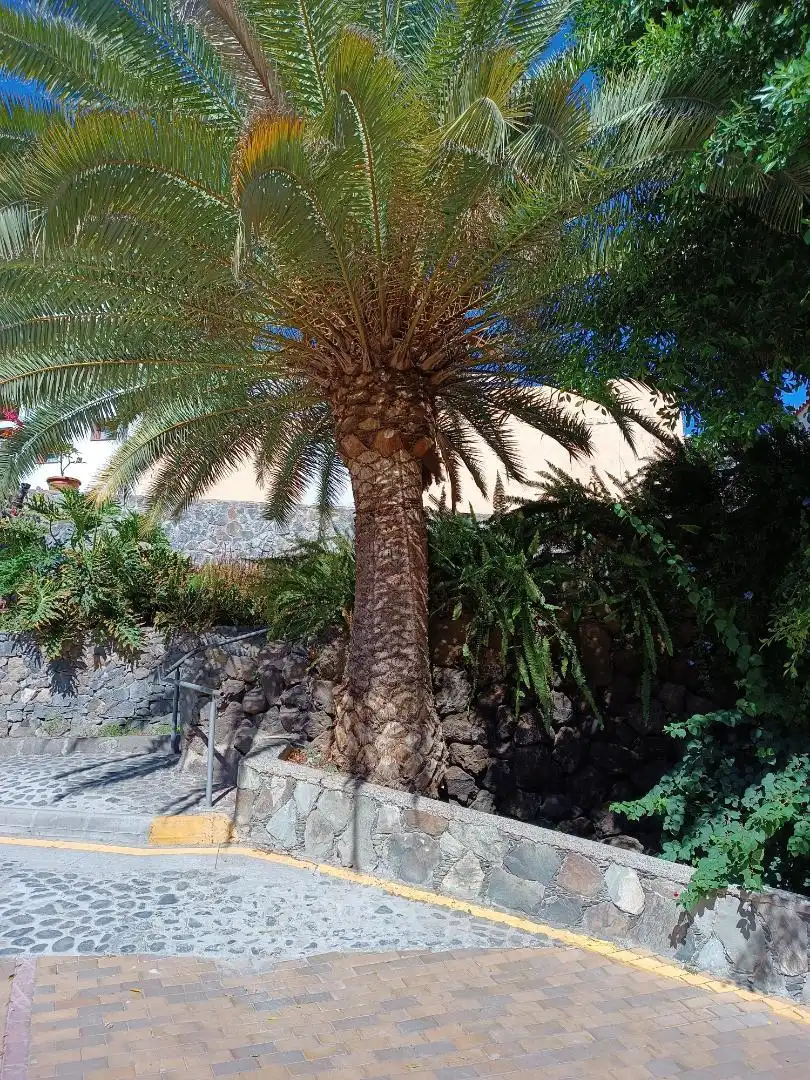Residential zum Verkauf in Calle Cruz de la Torre, 7, Sequero Garten von Residential zum Verkauf in Ingenio