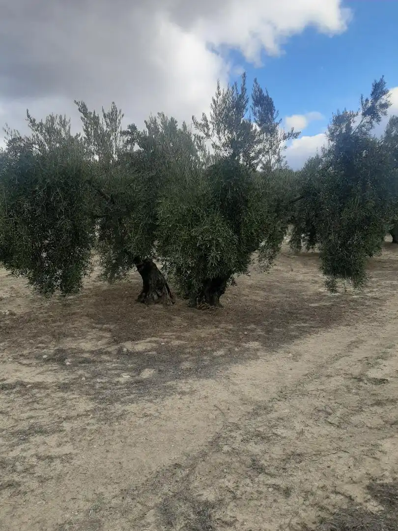 Finca rústica en venta en La Iruela Finca rústica en venta en La Iruela