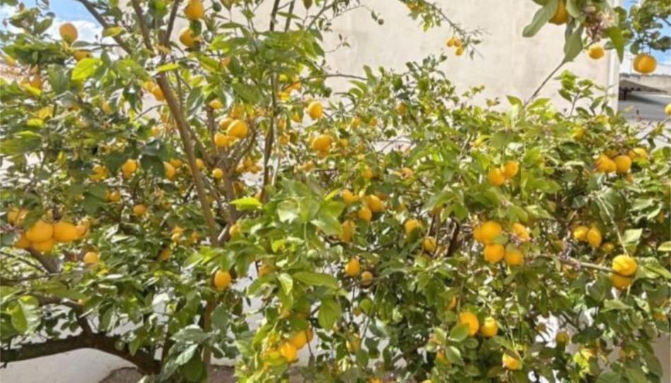 Flat for sale in Calle Sevilla, 4, Mollina, Málaga - image 1 Photo 1 of Flat for sale in Calle Sevilla, 4, Mollina, Málaga