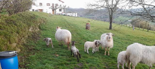 Finca rústica en Venta en Santakurutz Kalea, 5 en Zestoa