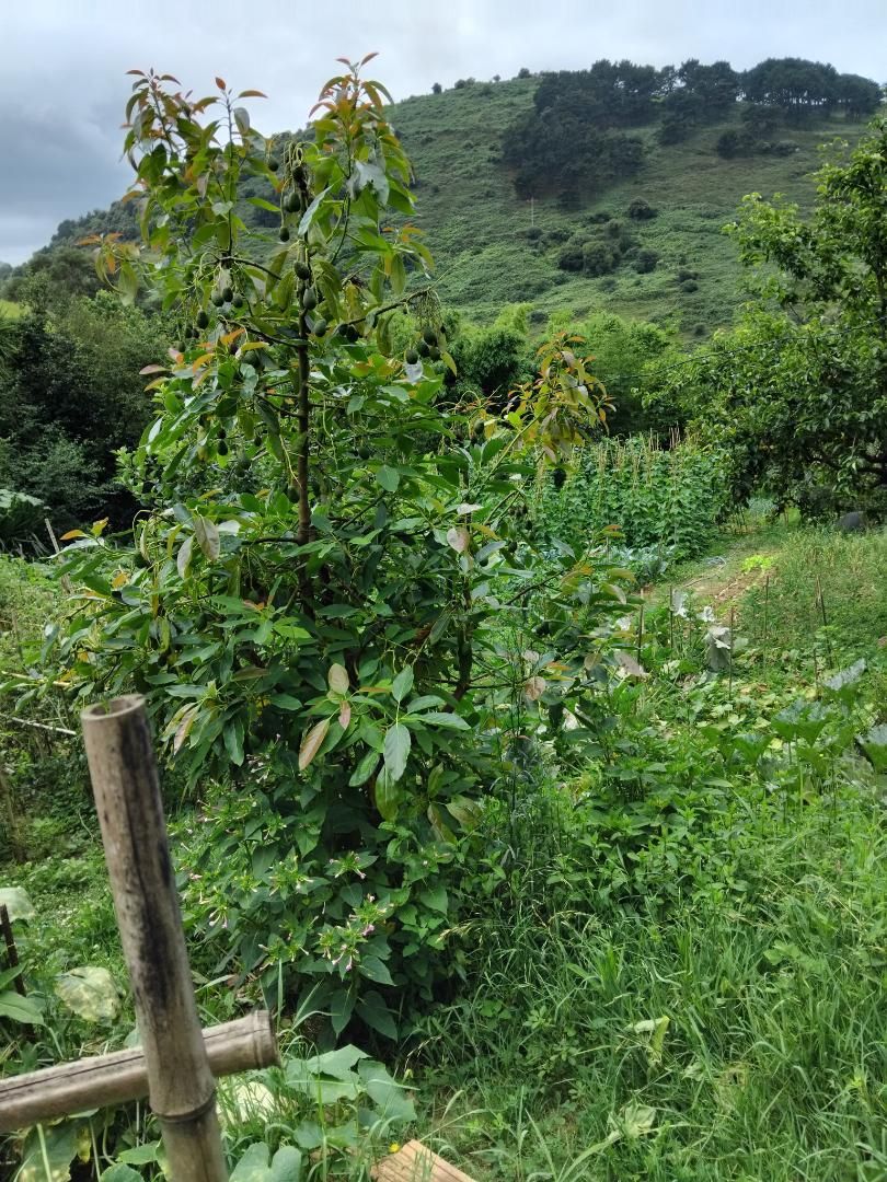 Jardí de Finca rústica en venda en Zierbena amb Terrassa