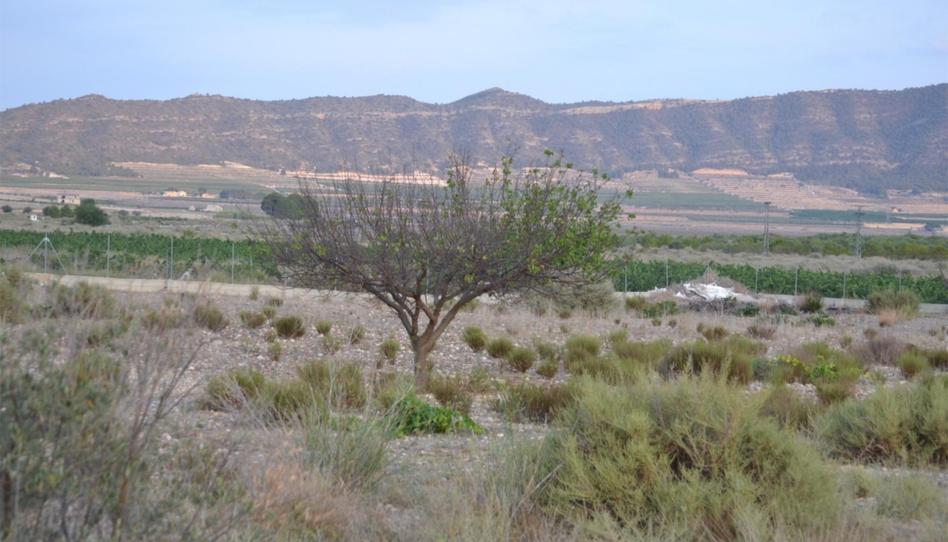 Finca rústica en venda a Paraje las Beatas, 191, Salinas, Alicante - imatge 1 Foto 1 de Finca rústica en venda a Paraje las Beatas, 191, Salinas, Alicante