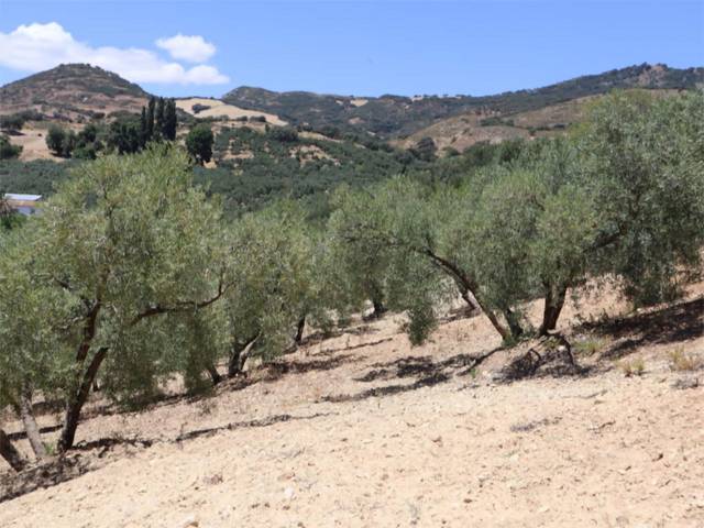 Finca rústica en Venta en Poligono 164, 464 en Villanueva de la Concepción