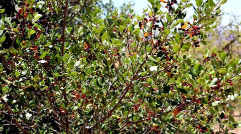 Photo 2 of Country house for sale in Poligono 164, 464, Villanueva de la Concepción, Málaga