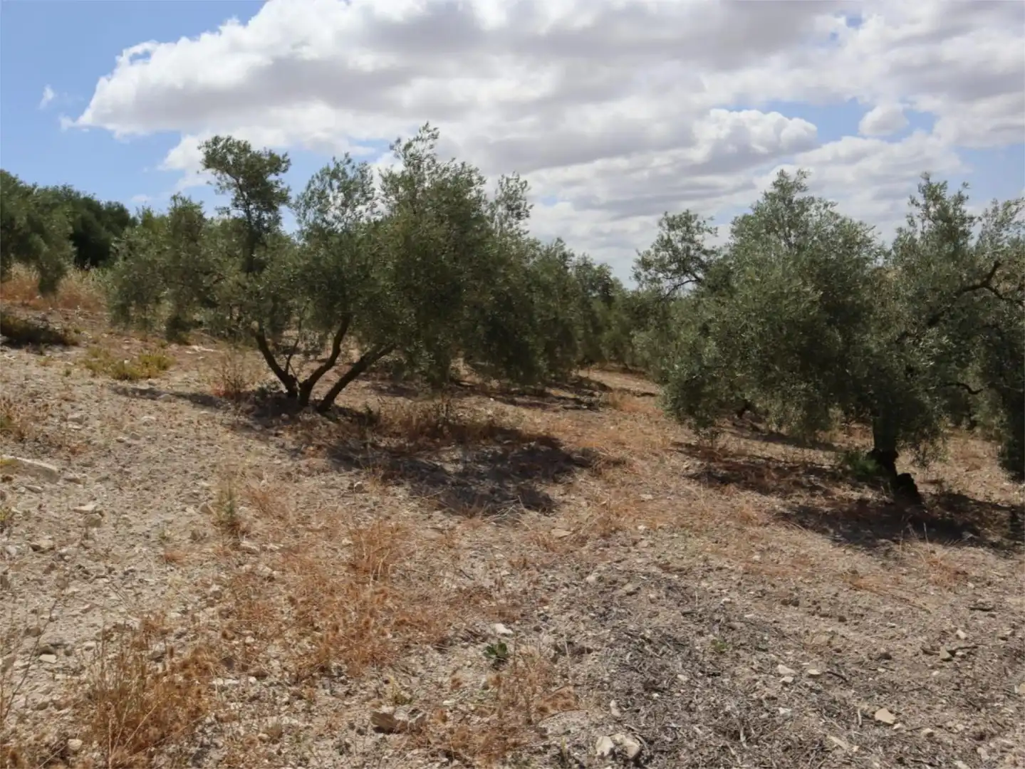 Finca rústica en venda a Poligono 164, 464, Villanueva de la Concepción Finca rústica en venda en Villanueva de la Concepción amb Terrassa
