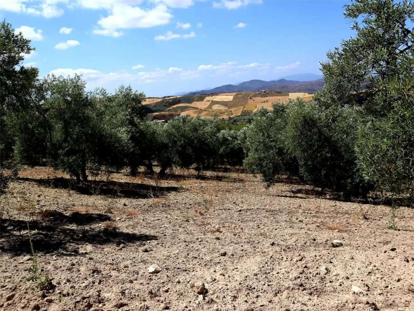 Finca rústica en venda a Poligono 164, 464, Villanueva de la Concepción Finca rústica en venda en Villanueva de la Concepción amb Terrassa