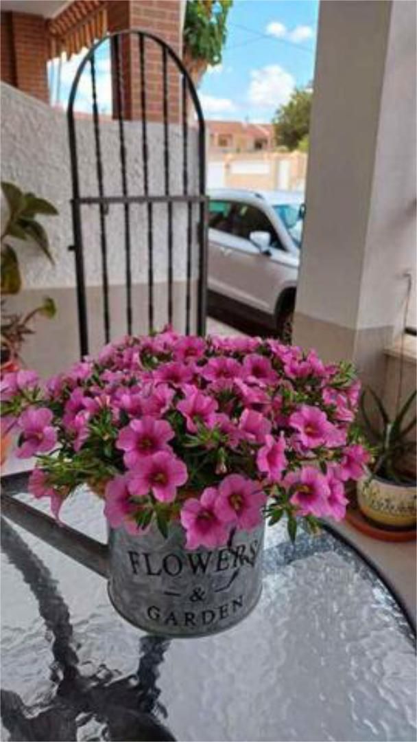 Garden of Single-family semi-detached for sale in Pilar de la Horadada  with Terrace