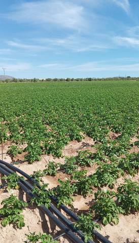 Terreno en Venta en Calle Diseminados, 1723 en Caudete