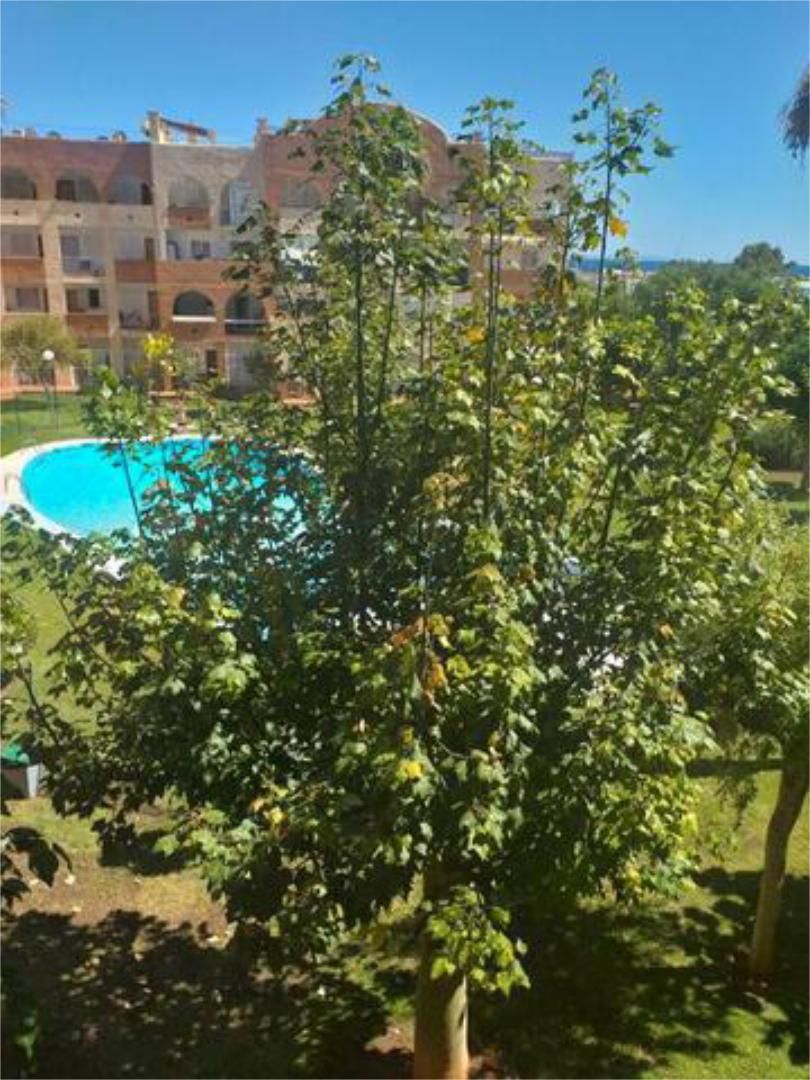 Swimming pool of Flat to rent in Santa Eulària des Riu  with Heating, Private garden and Terrace