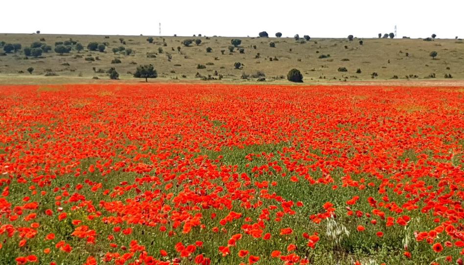 Photo 1 of Single-family semi-detached for sale in Calle Albacete, 18, Albarreal de Tajo, Toledo