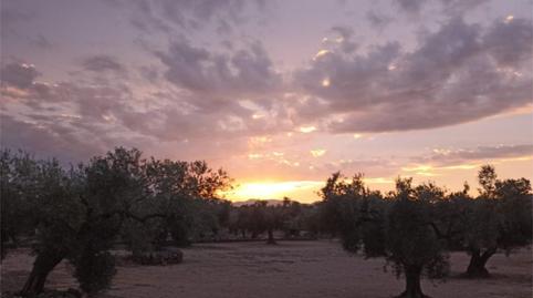 Foto 2 de Finca rústica en venda a Carrer de Tortosa, 15, Masdenverge, Tarragona