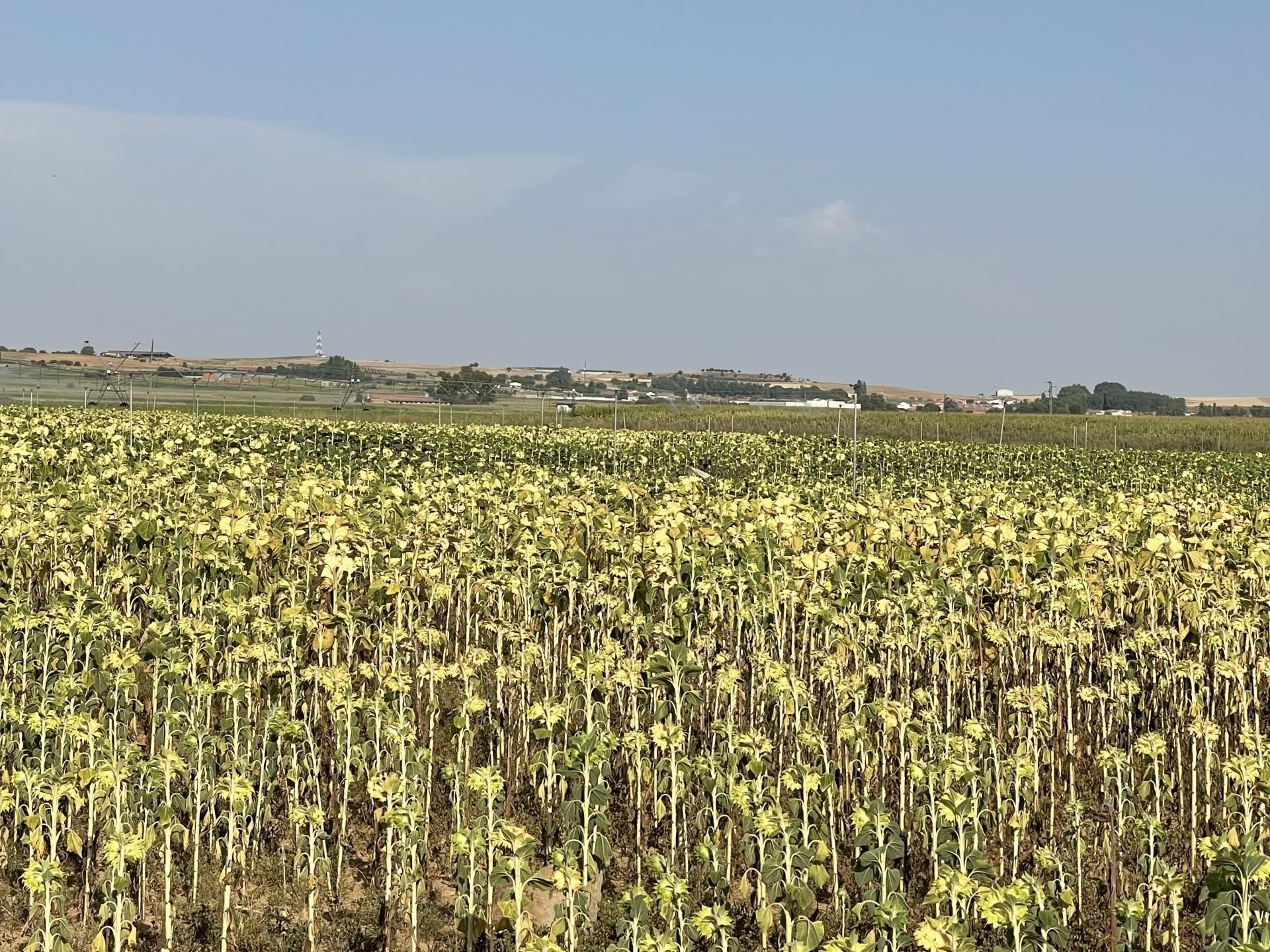 Exterior view of Land for sale in Villoruela