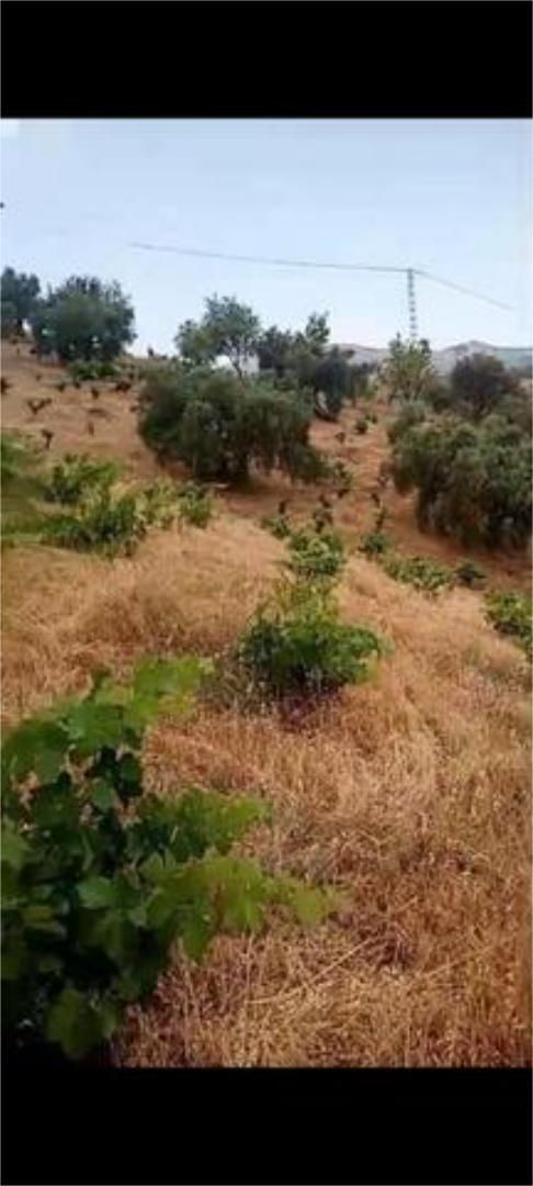 House or chalet to rent in Alhama de Granada