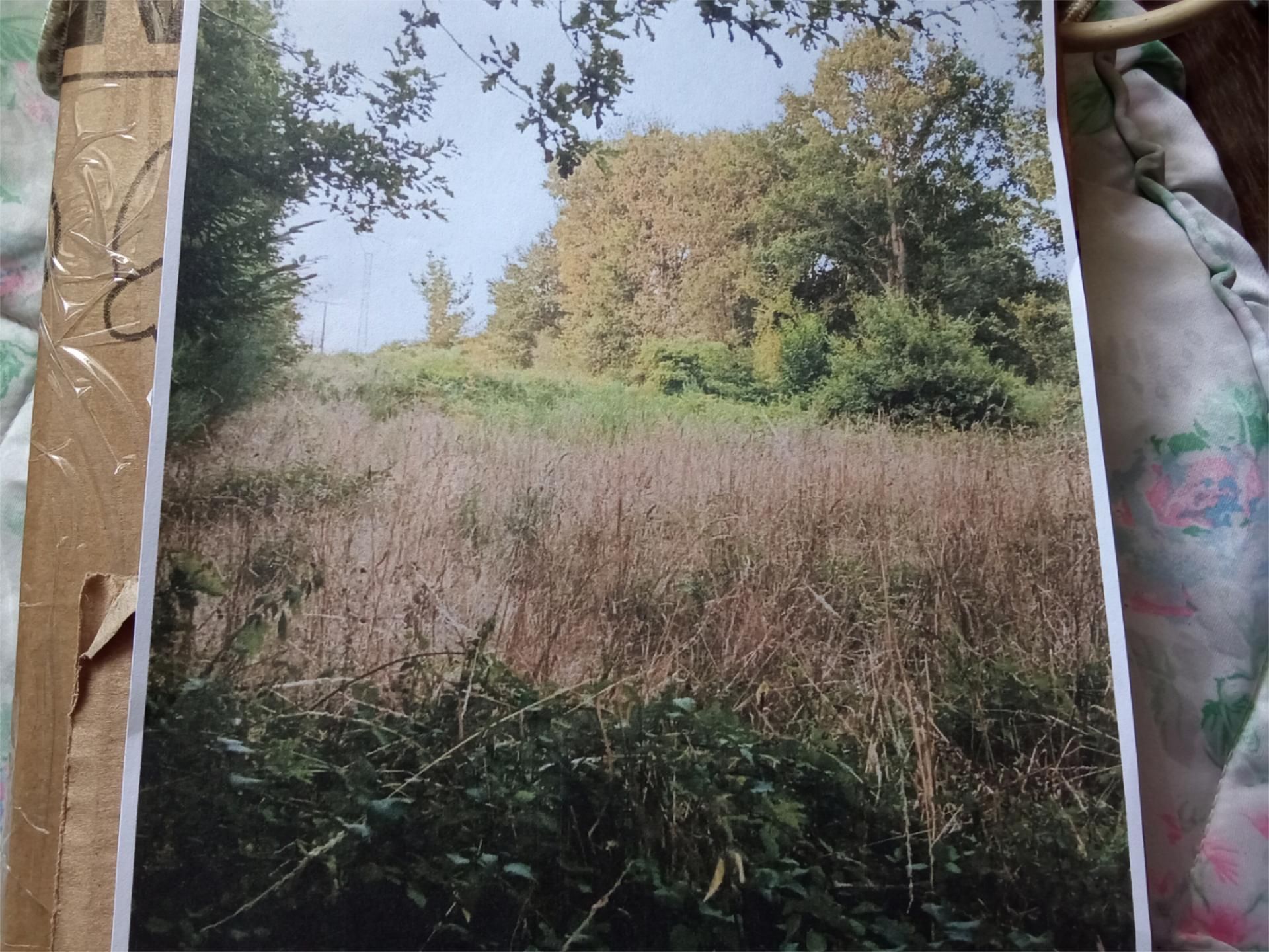 Land for sale in Monterroso
