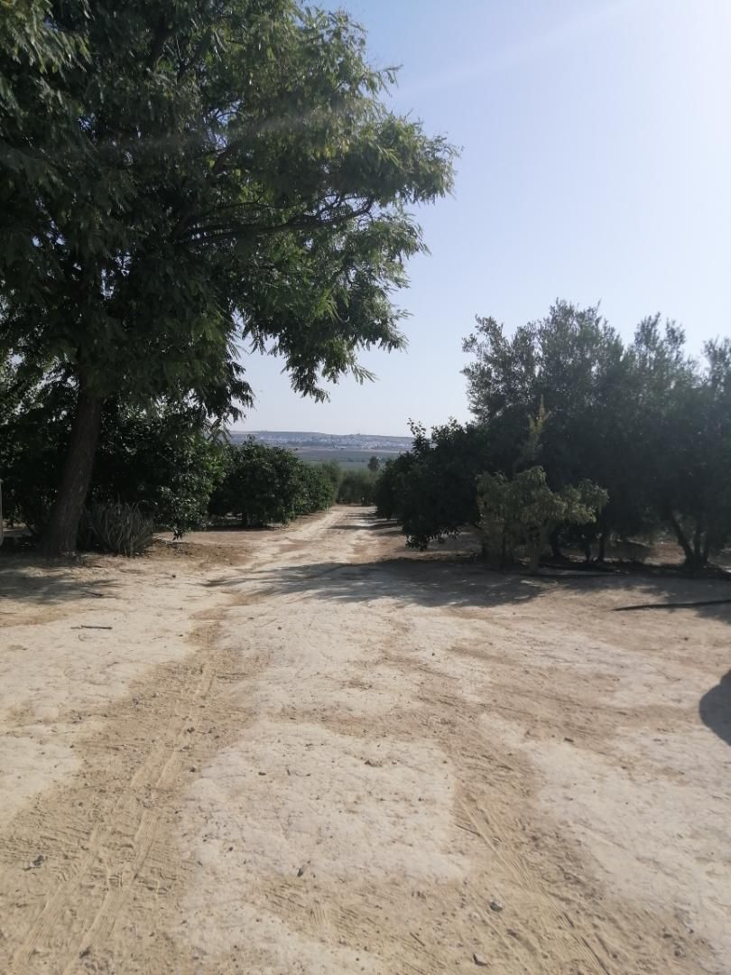 Finca rústica en venda en Huévar del Aljarafe