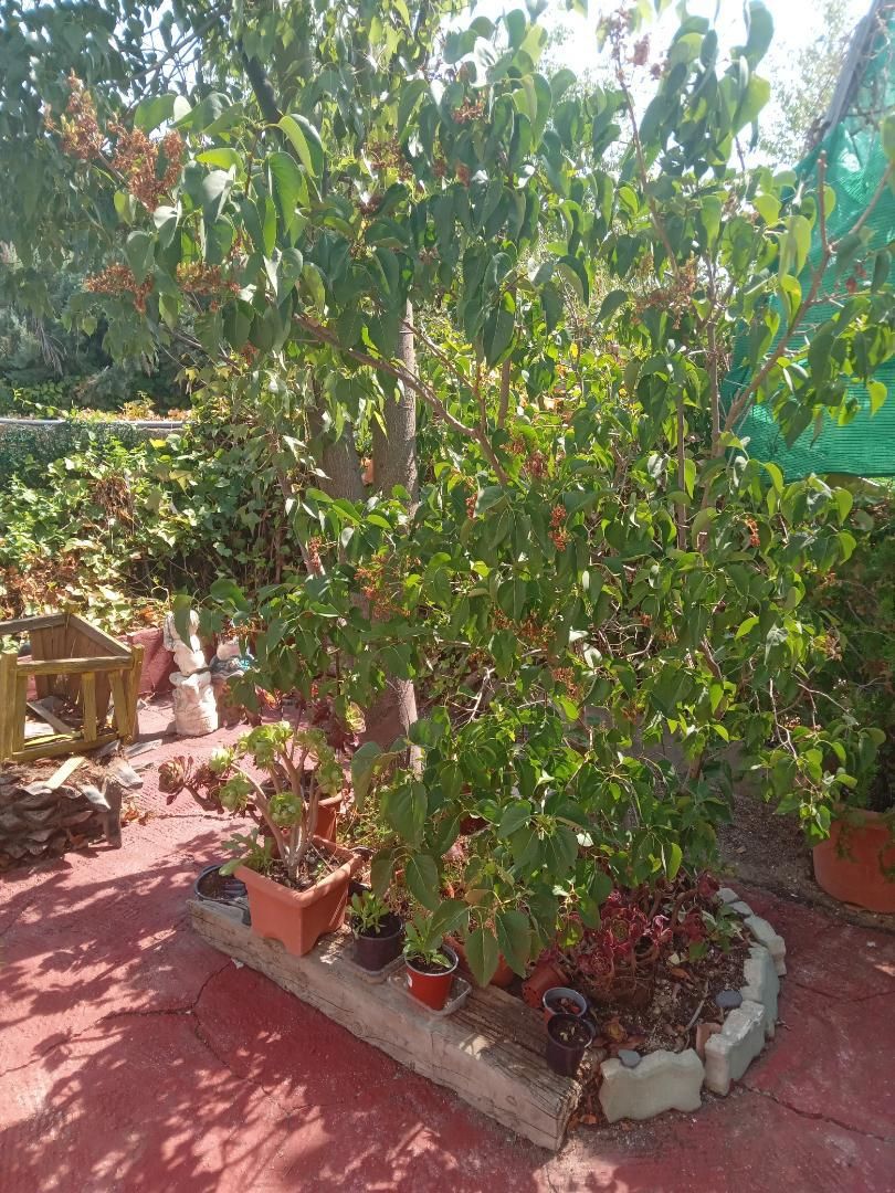 Jardín de Terreno en venta en Móstoles