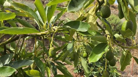 Foto 4 de Finca rústica en venda a Avenida Vivar Téllez, 52, Hispanidad - Vivar Téllez, Málaga
