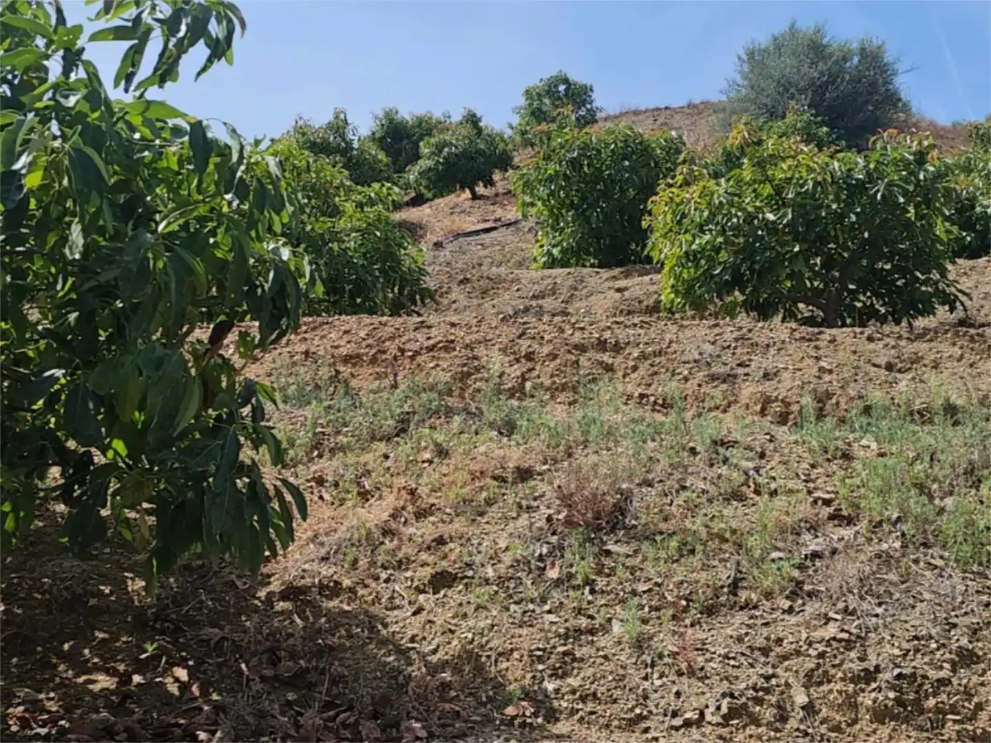 Country homes for sale in Avenida Vivar Téllez, 52, Hispanidad - Vivar Téllez Country homes for sale in Vélez-Málaga