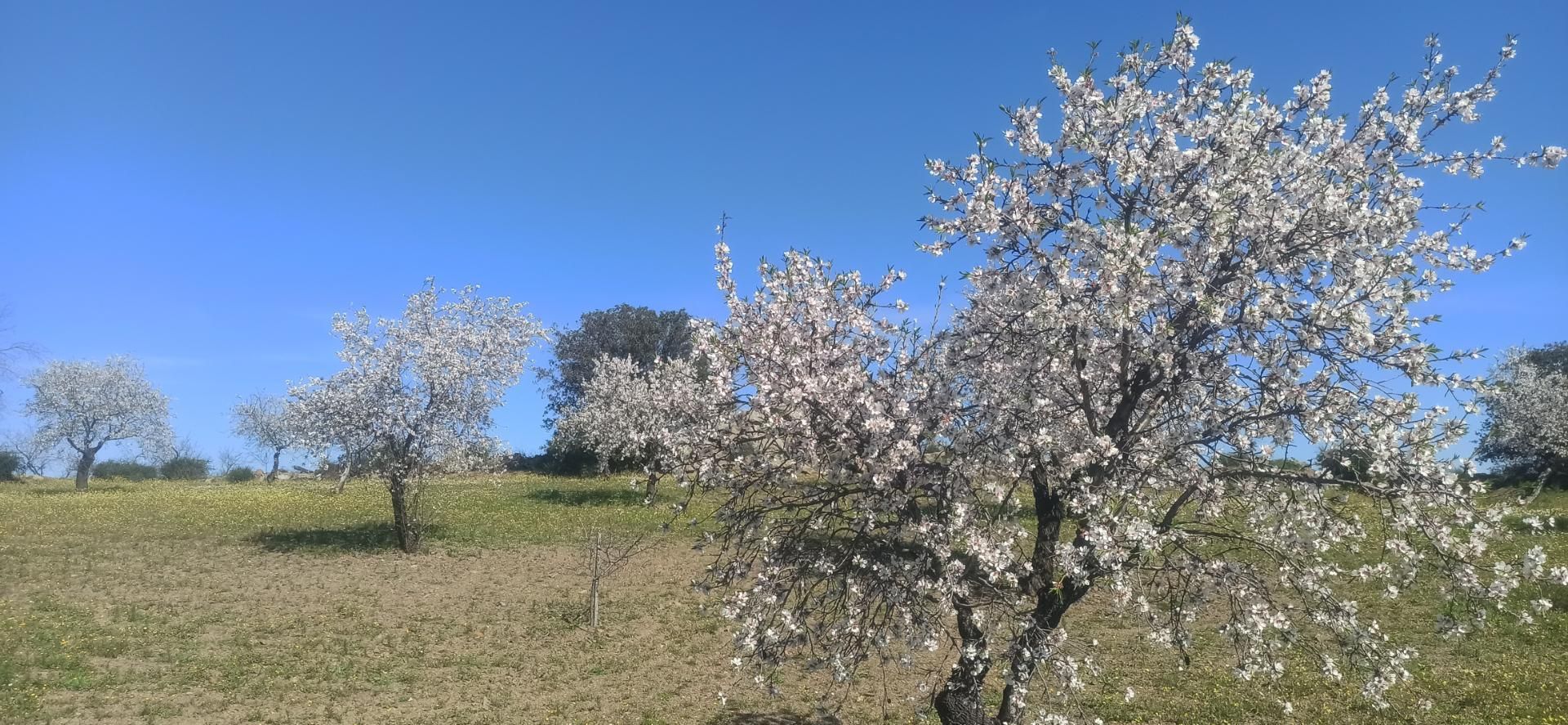 Jardín de Terreno en venta en Feria