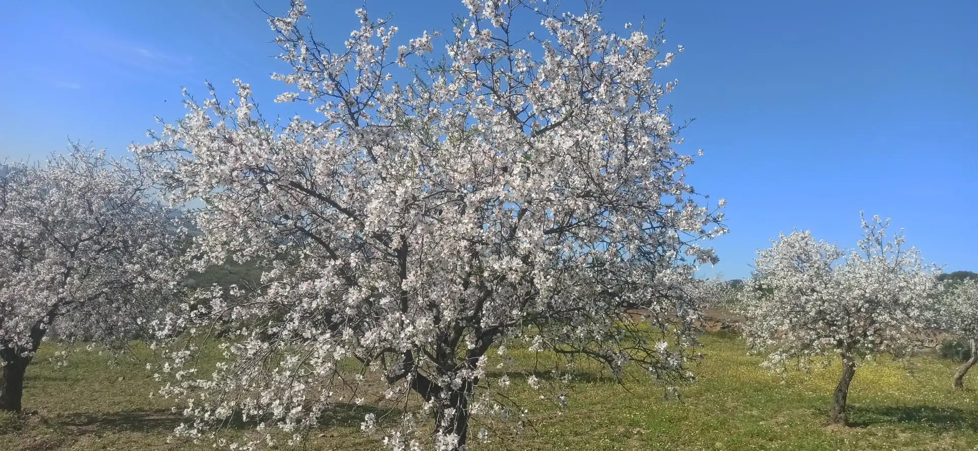 Jardín de Terreno en venta en Feria