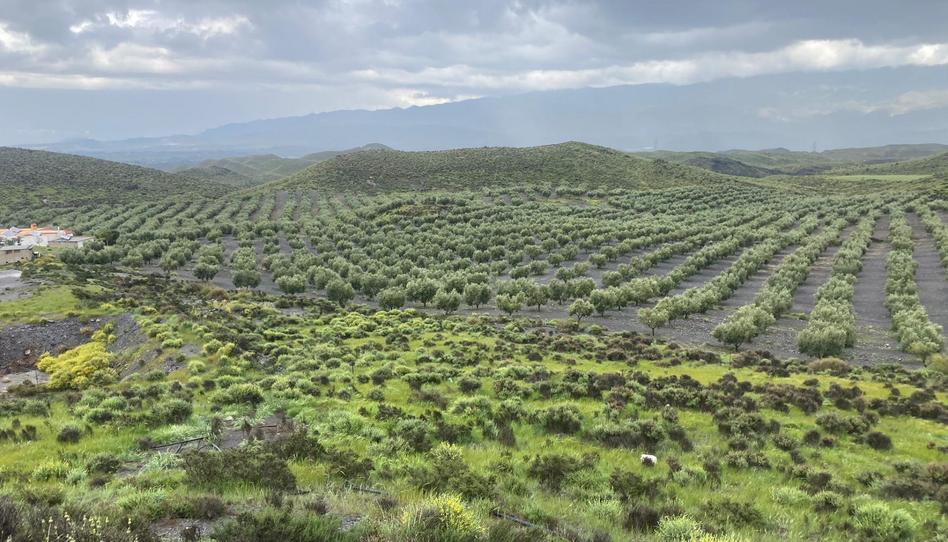 Finca rústica en venta en Plaza Jaime Calatrava, 10, Tabernas, Almería - imagen 1 Foto 1 de Finca rústica en venta en Plaza Jaime Calatrava, 10, Tabernas, Almería