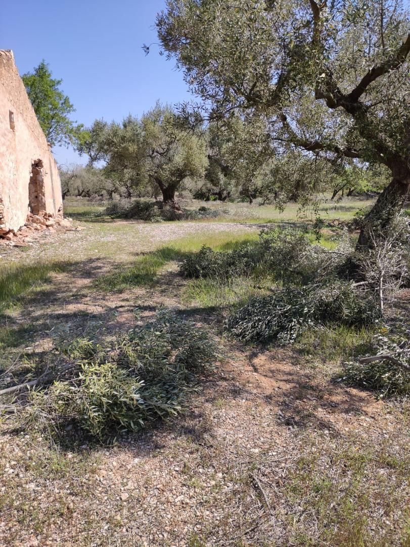 Finca rústica en venda en San Rafael del Río