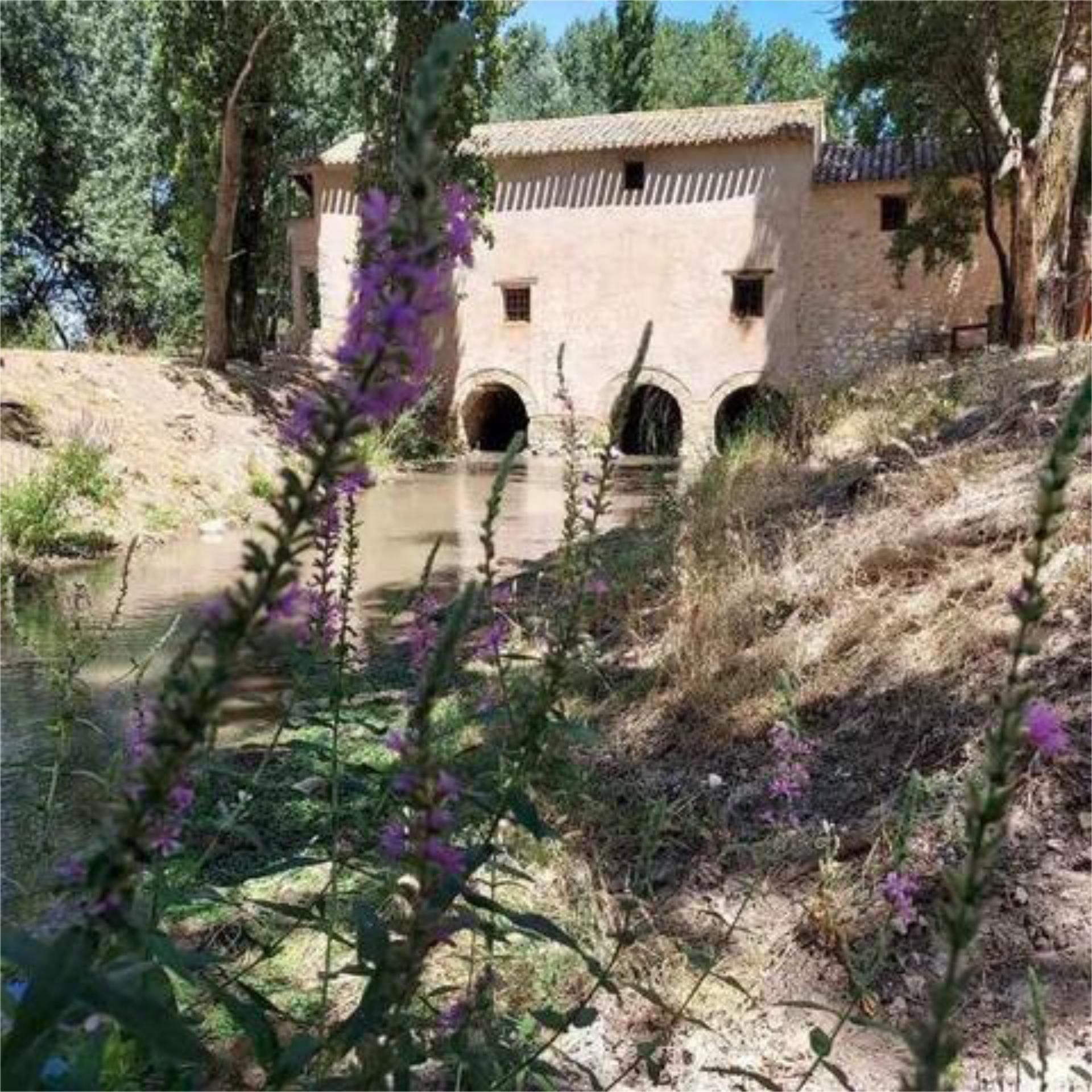 Garden of House or chalet for sale in Mota del Cuervo