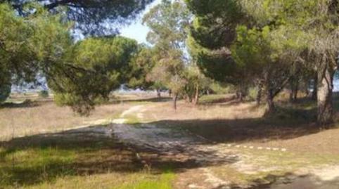 Finca rústica en venta en Calle Nuestro Padre Jesús Nazareno, 18, Rociana del Condado, Huelva - imagen 3 Foto 3 de Finca rústica en venta en Calle Nuestro Padre Jesús Nazareno, 18, Rociana del Condado, Huelva