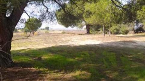 Finca rústica en venta en Calle Nuestro Padre Jesús Nazareno, 18, Rociana del Condado, Huelva - imagen 4 Foto 4 de Finca rústica en venta en Calle Nuestro Padre Jesús Nazareno, 18, Rociana del Condado, Huelva