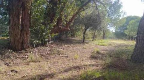 Finca rústica en venta en Calle Nuestro Padre Jesús Nazareno, 18, Rociana del Condado, Huelva - imagen 5 Foto 5 de Finca rústica en venta en Calle Nuestro Padre Jesús Nazareno, 18, Rociana del Condado, Huelva