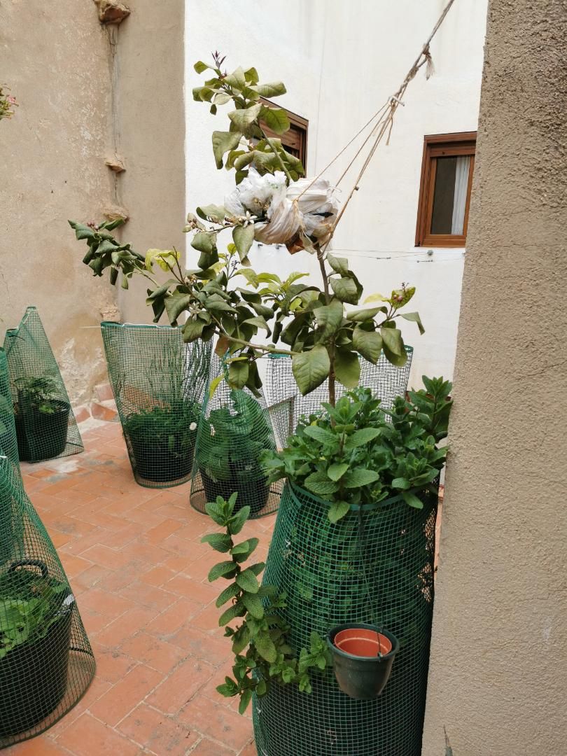 Garden of Single-family semi-detached for sale in Vinaròs  with Terrace