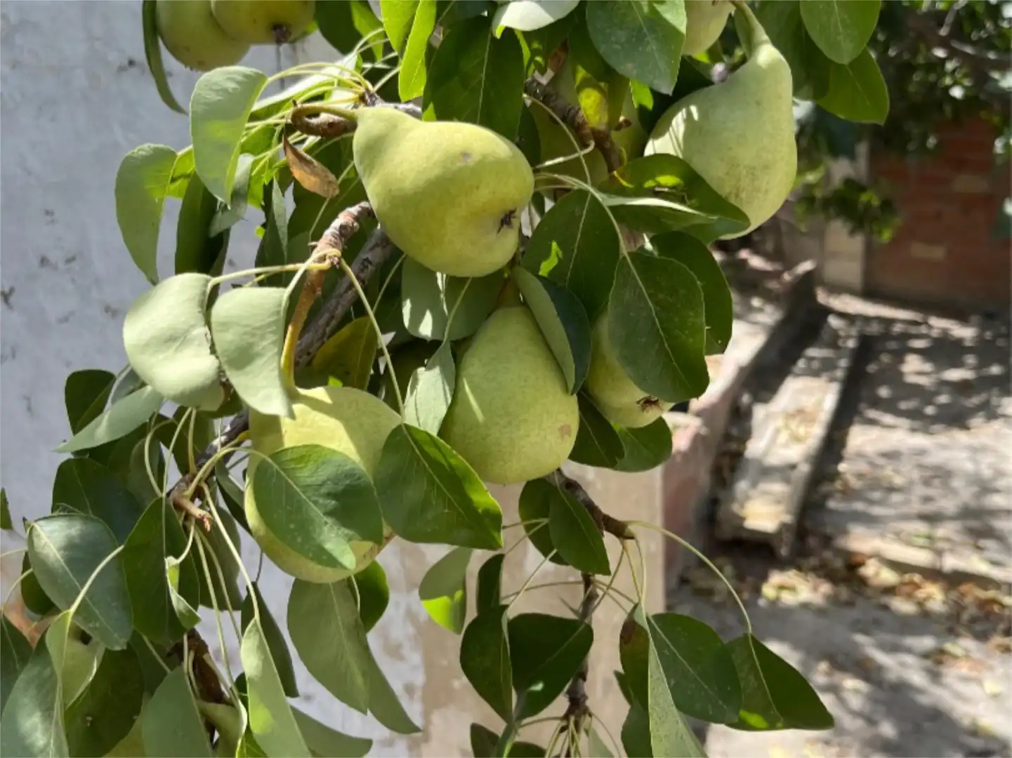 Wohnung zum Verkauf in Calle San Isidro, 3, Alcaudete Garten von Wohnung zum Verkauf in Alcaudete mit Klimaanlage, Privatgarten und Parkett