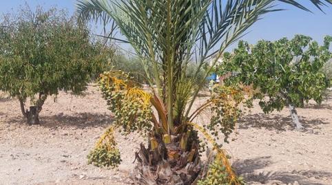 Finca rústica en venda a Calle Proyecto V, 3, Abanilla, Murcia - imatge 3 Foto 3 de Finca rústica en venda a Calle Proyecto V, 3, Abanilla, Murcia