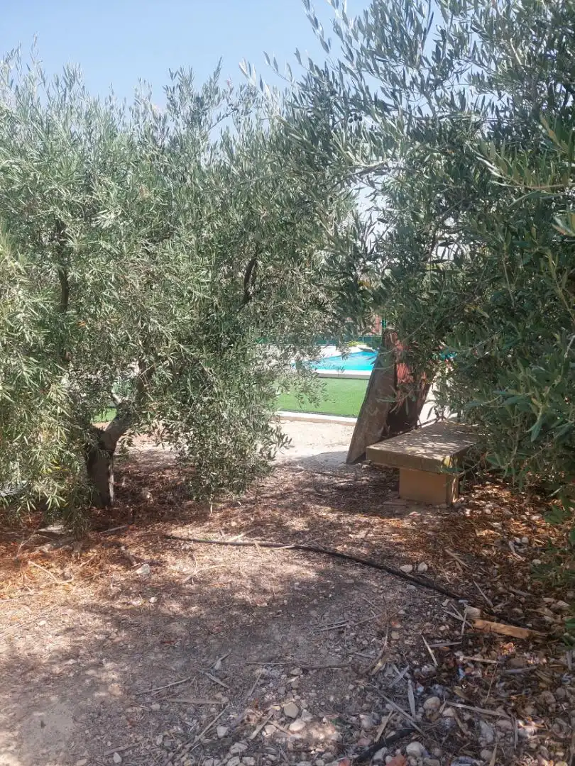 Garden of Country homes for sale in Abanilla  with Terrace and Swimming Pool