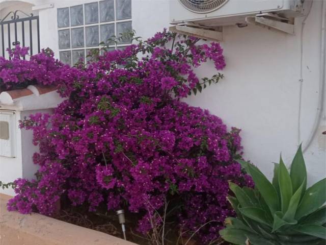 Piso en Alquiler en Partida Devesa, 54 en Oliva Nova