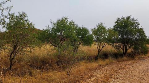 Foto 5 de Finca rústica de alquiler en Avenida Marín Lázaro, 6b, Utiel, Valencia