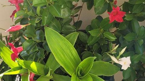 Flat to rent in Rúa Boca Do Campo, 1, Valdoviño, A Coruña - image 4 Photo 4 of Flat to rent in Rúa Boca Do Campo, 1, Valdoviño, A Coruña