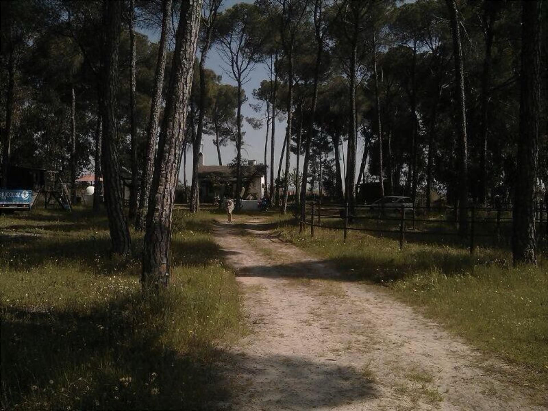 Jardí de Finca rústica en venda en Almonte amb Jardí privat, Terrassa i Traster