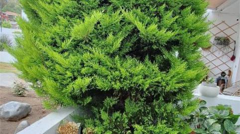 Flat for sale in Los Alvarados - Fuente los Berros - Bandama, Las Palmas - image 3 Photo 3 of Flat for sale in Los Alvarados - Fuente los Berros - Bandama, Las Palmas