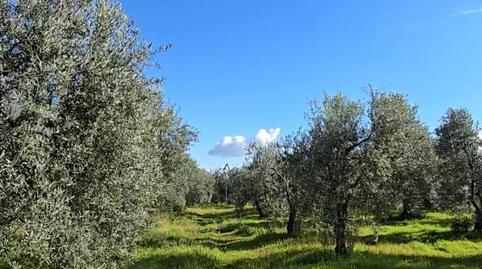 Foto 4 de Finca rústica en venta en Carretera Circunvalación, 25, Pilas, Sevilla