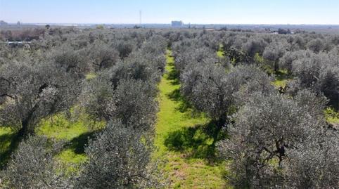 Foto 3 de Finca rústica en venta en Carretera Circunvalación, 25, Pilas, Sevilla