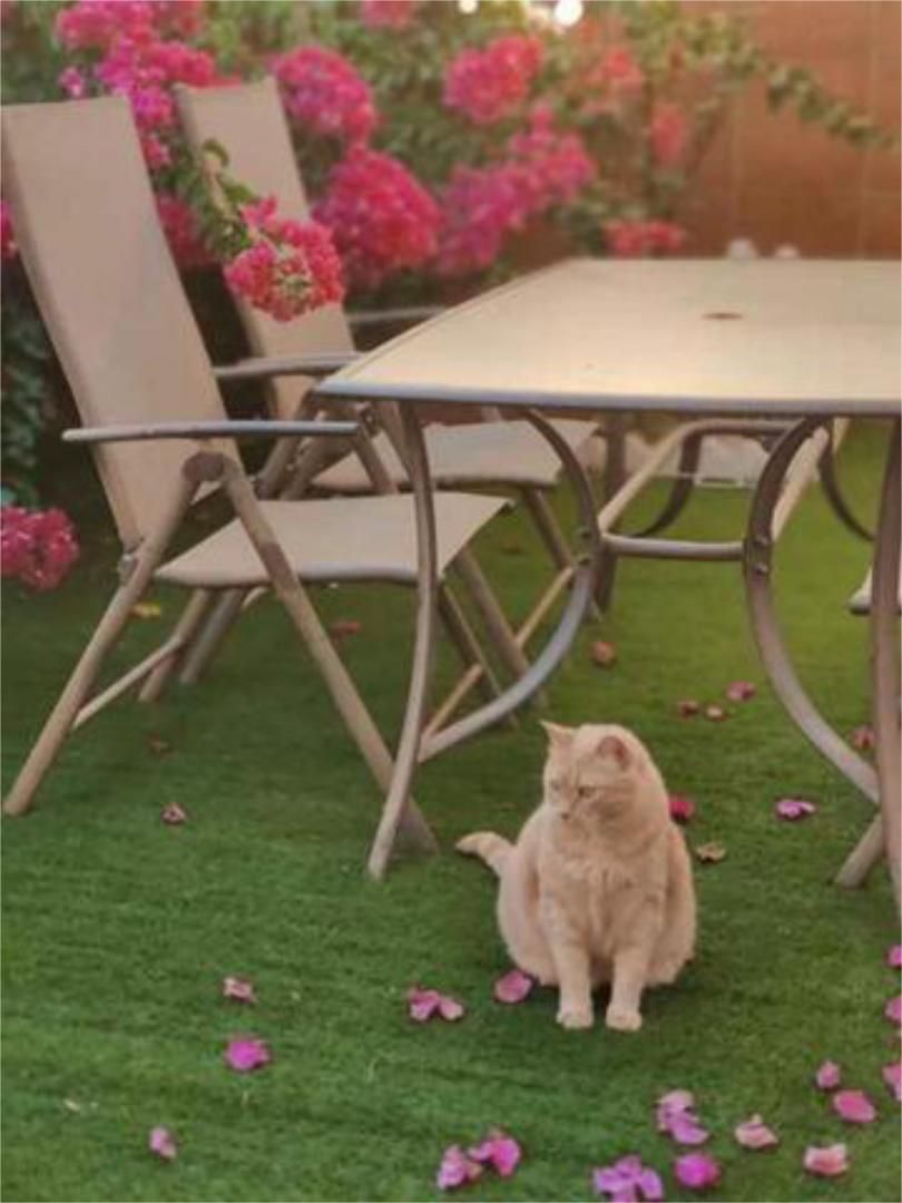 Garden of House or chalet to rent in Bollullos de la Mitación  with Private garden, Terrace and Pets allowed