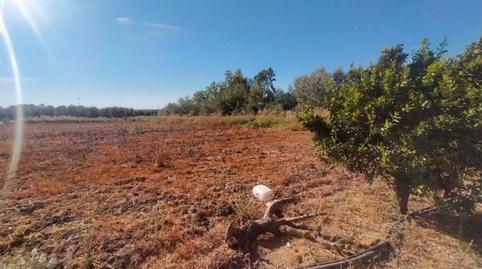 Finca rústica en venda a Carretera de la Estación, 32, Marmolejo, Jaén - imatge 5 Foto 5 de Finca rústica en venda a Carretera de la Estación, 32, Marmolejo, Jaén